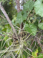 Tillandsia recurvata