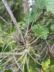 Tillandsia recurvata