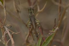 Melanoplus sanguinipes