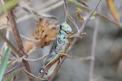 Melanoplus sanguinipes