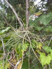 Tillandsia recurvata