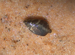 Characiformes