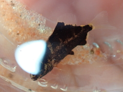 Characiformes