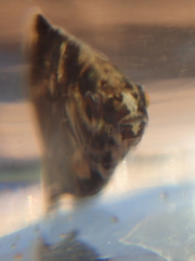 Characiformes