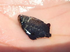 Characiformes