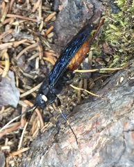 Urocerus cressoni