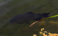 Colossoma macropomum