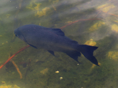 Colossoma macropomum