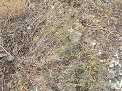 Stephanomeria tenuifolia