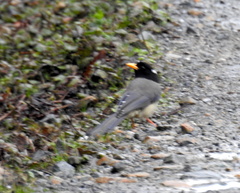 Urocissa flavirostris flavirostris