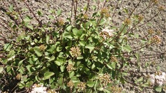 Lindleya mespiloides