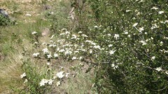 Lindleya mespiloides