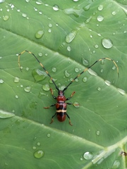 Trachyderes elegans