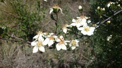 Lindleya mespiloides