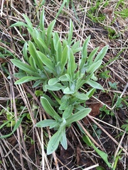 Omalotheca norvegica