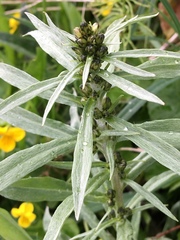 Omalotheca norvegica