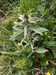 Omalotheca norvegica