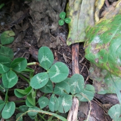 Trifolium repens
