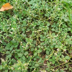Trifolium repens