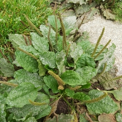 Plantago major