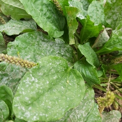 Plantago major