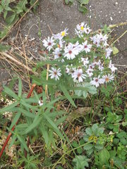 Symphyotrichum bracteolatum