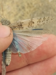 Trimerotropis pseudofasciata