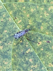 Sylvicola fenestralis