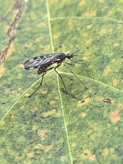 Sylvicola fenestralis