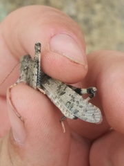 Trimerotropis pseudofasciata