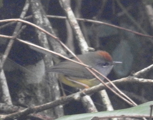 Broad-billed Warbler (Tickellia hodgsoni), photo 10