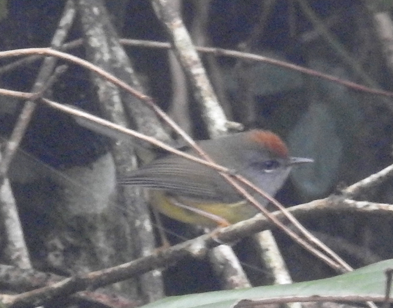 Broad-billed Warbler (Tickellia hodgsoni), photo 2