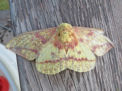 Eacles imperialis pini