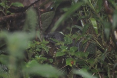 Scytalopus femoralis
