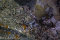 Pareques acuminatus