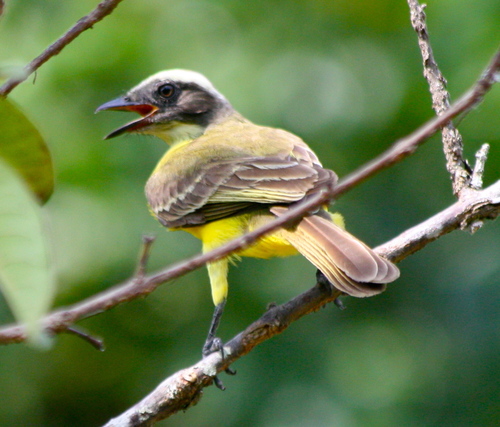 Myiozetetes similis