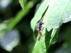 Leptodialepis bipartitus