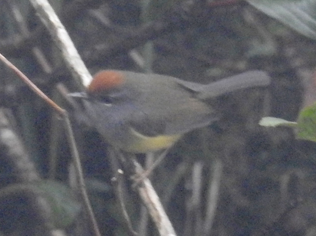 Broad-billed Warbler (Tickellia hodgsoni), photo 3