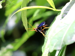 Leptodialepis bipartitus