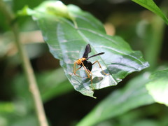 Leptodialepis bipartitus