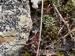 Crassula closiana