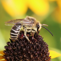 Colletes compactus compactus