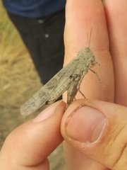 Trimerotropis pseudofasciata