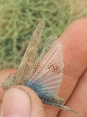 Trimerotropis pseudofasciata