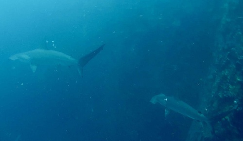 Scalloped hammerhead shark photographed at San Cristóbal, EC-GA, EC