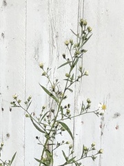 Symphyotrichum lanceolatum lanceolatum