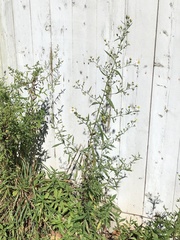 Symphyotrichum lanceolatum lanceolatum
