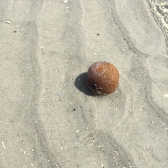 Molgula occidentalis