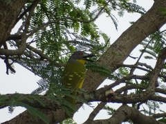 Malaconotus blanchoti