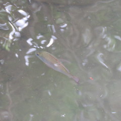 Lutjanus argentimaculatus